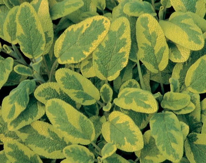 Salvia officinalis Icterina