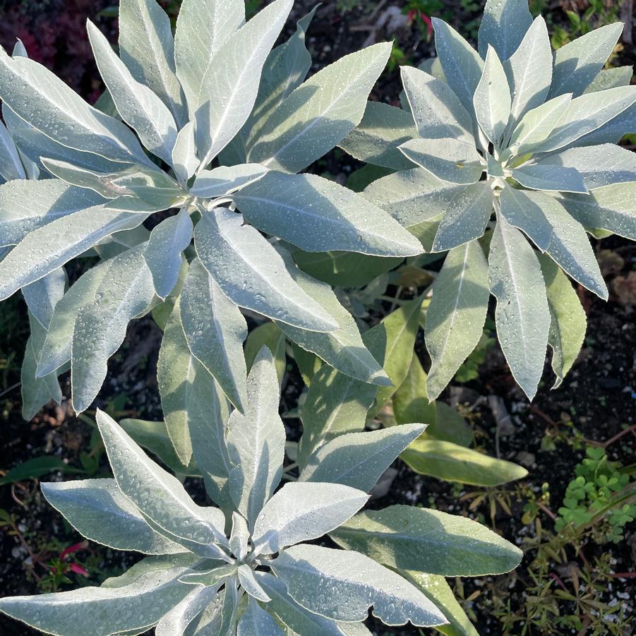 Salvia apiana 
