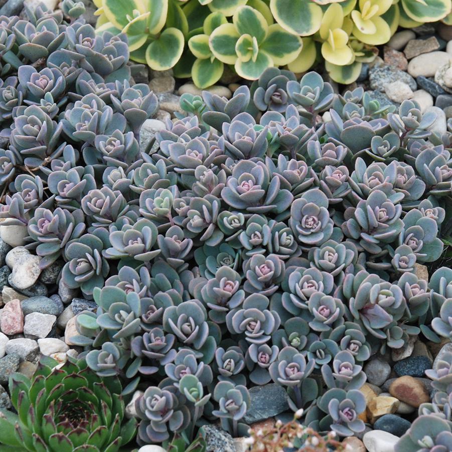 Sedum Sunsparkler&reg; Blue Elf