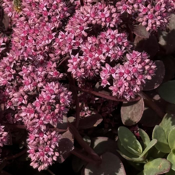 Sedum Sunsparkler&reg; Cherry Tart