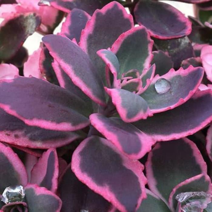 Sedum Sunsparkler&reg; Dream Dazzler