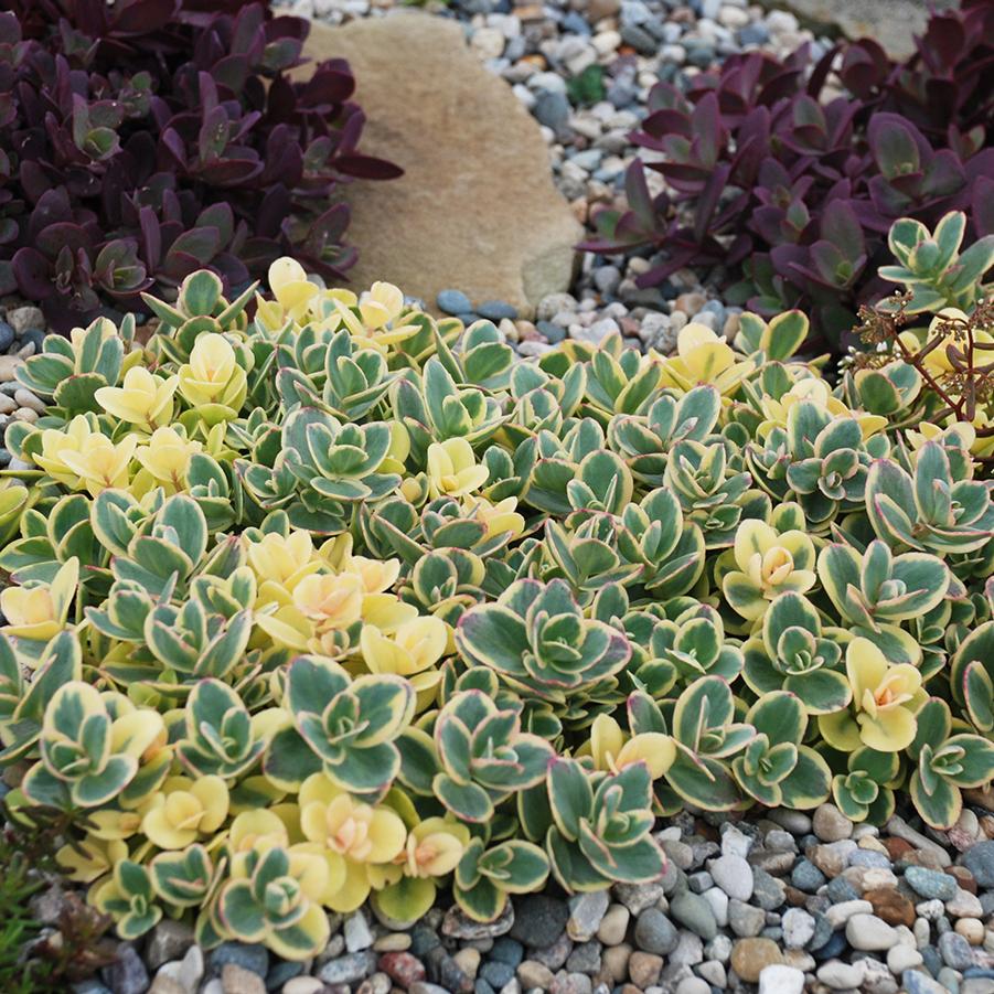 Sedum Sunsparkler&reg; Lime Twister