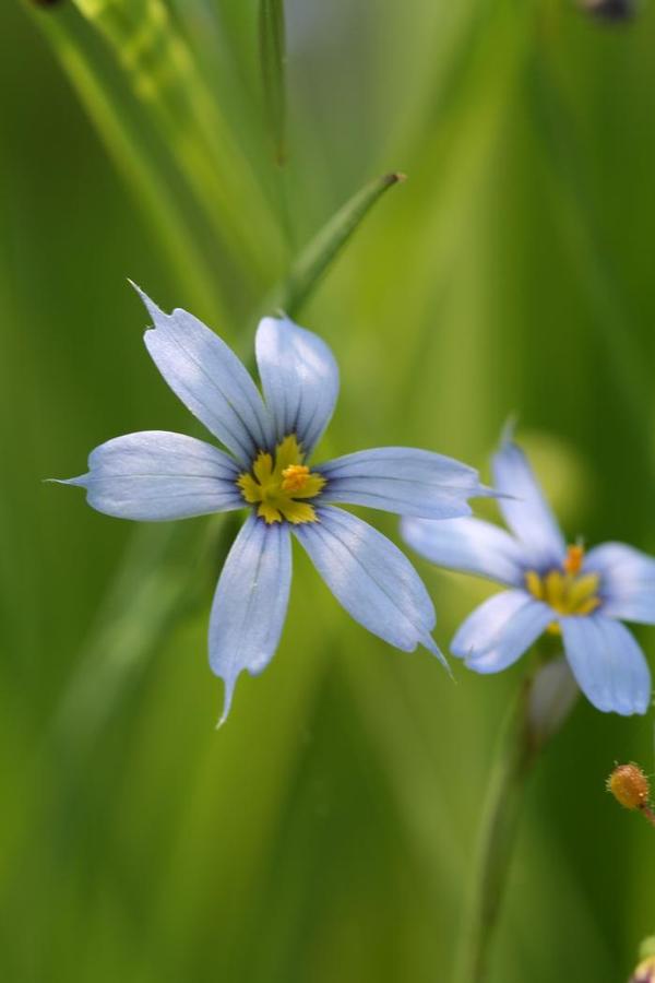 Sisyrinchium angustifolium 