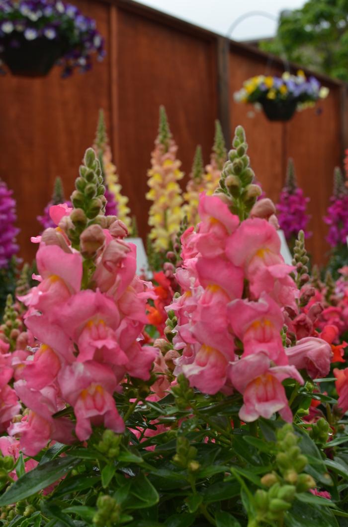 Antirrhinum majus Snapshot&trade; Pink