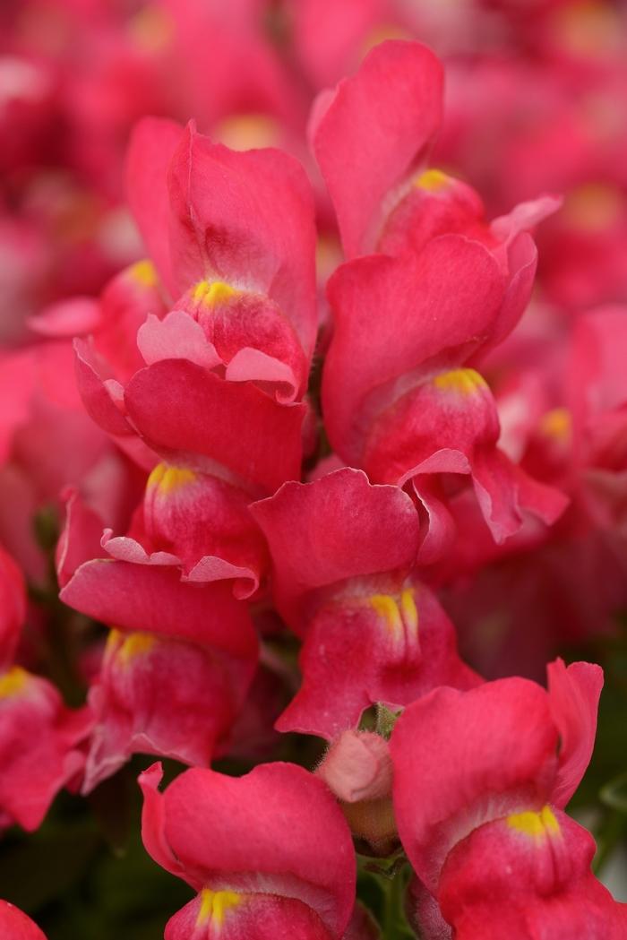 Antirrhinum majus Snapshot&trade; Rose