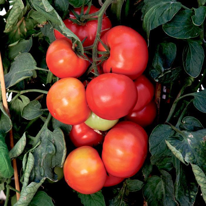 Solanum lycopersicon Big League
