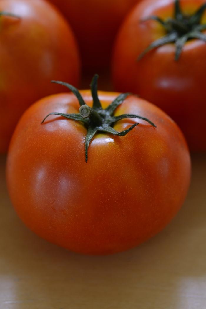Solanum lycopersicon Little Sicily
