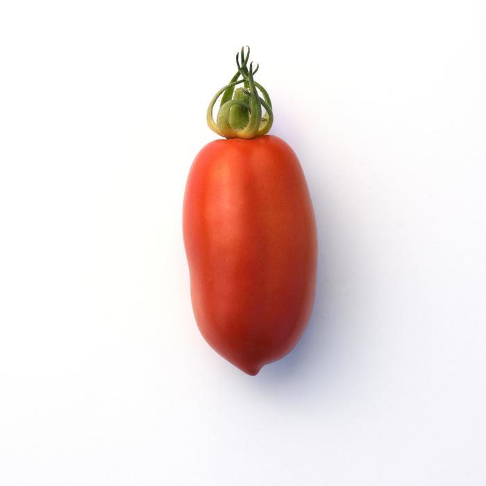 Solanum lycopersicon San Marzano