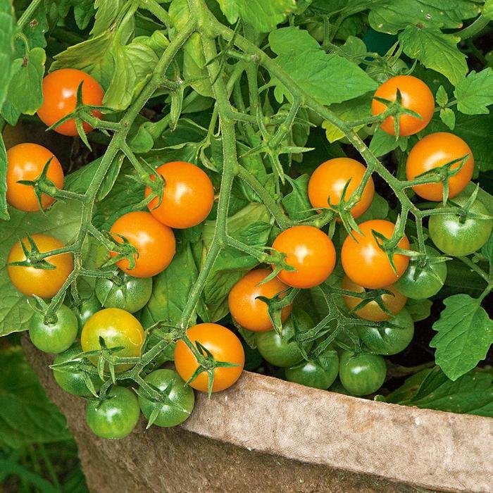 Solanum lycopersicon Sungold