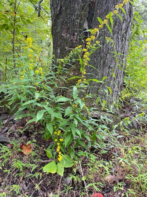 Solidago caesia 