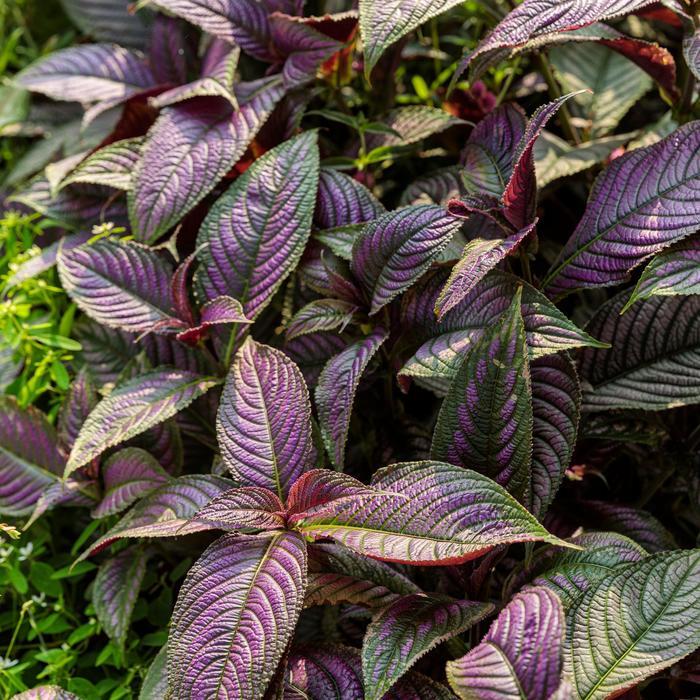 Strobilanthes dyerianus Proven Accents&reg; 