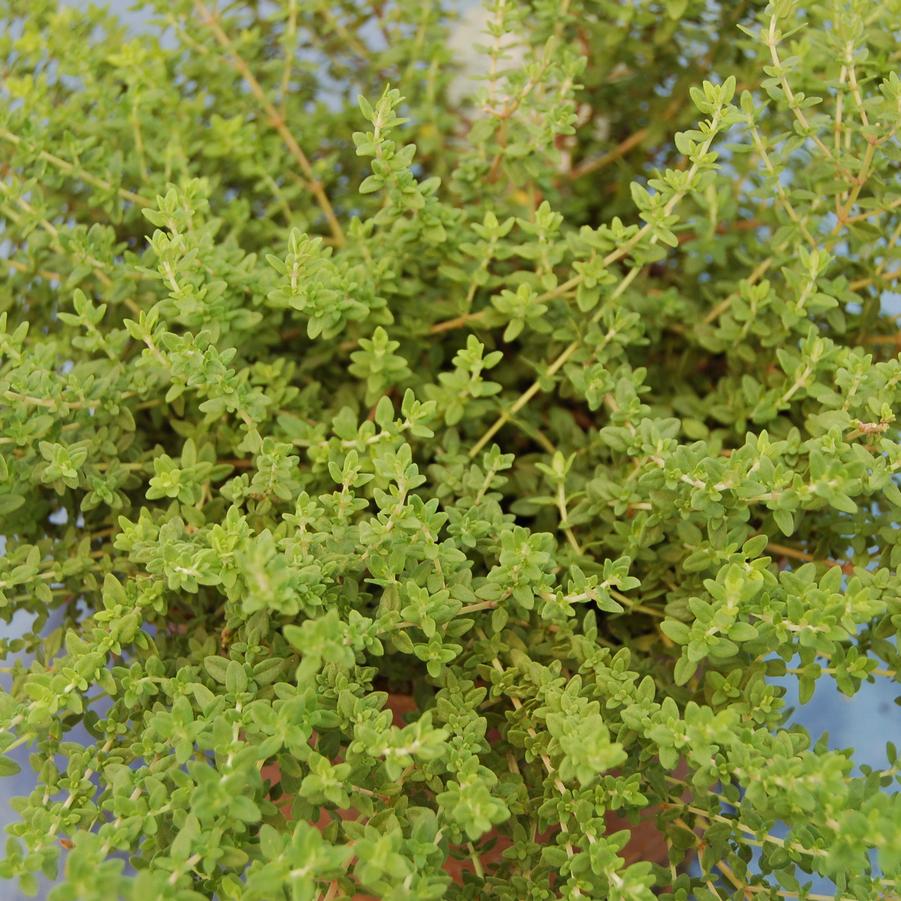 Thymus vulgaris 