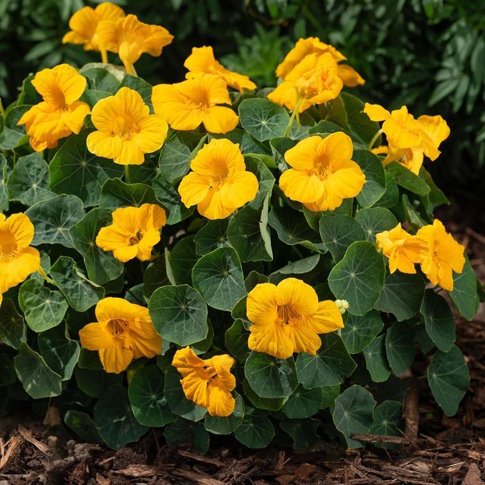 Tropaeolum minus Baby Gold