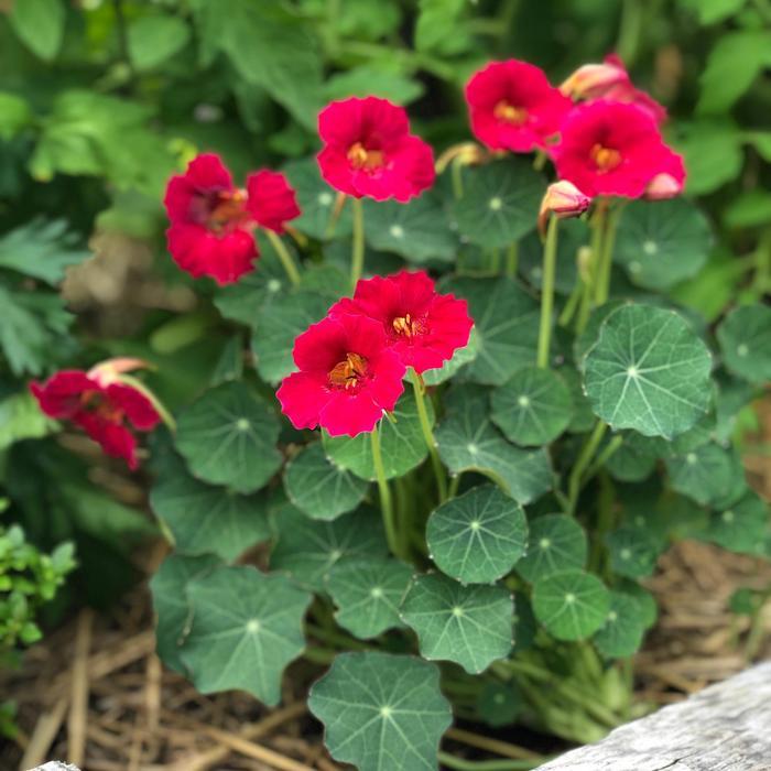 Tropaeolum minus Baby Rose