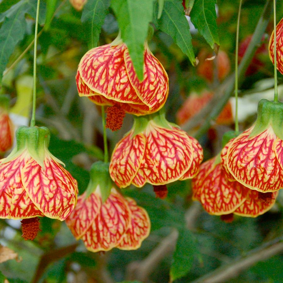 Abutilon Biltmore Ballgown