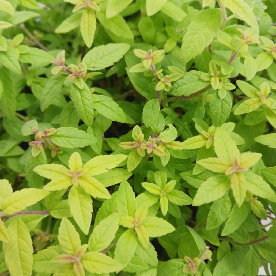 Aloysia citrodora Golden Wind ORG