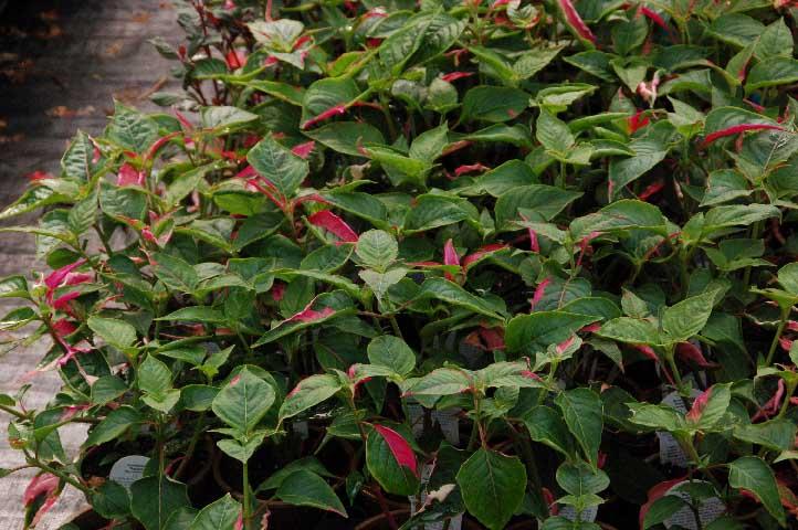 Alternanthera Partytime