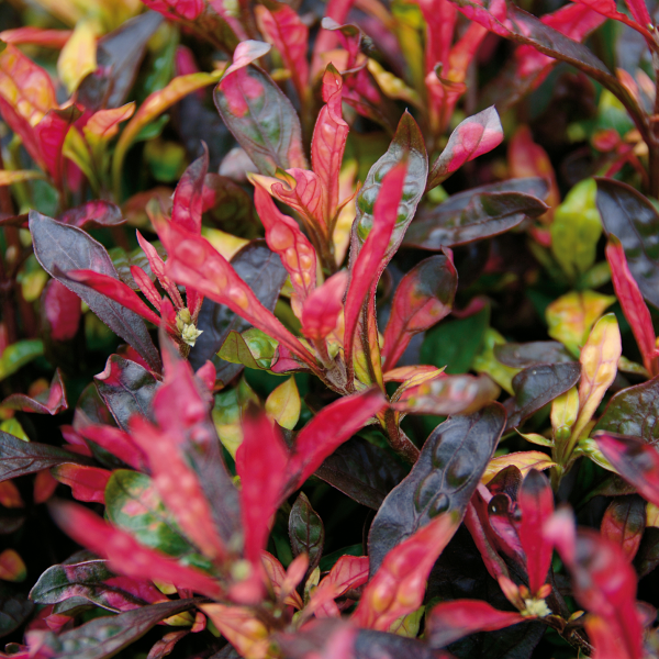 Alternanthera hybrid Jewel