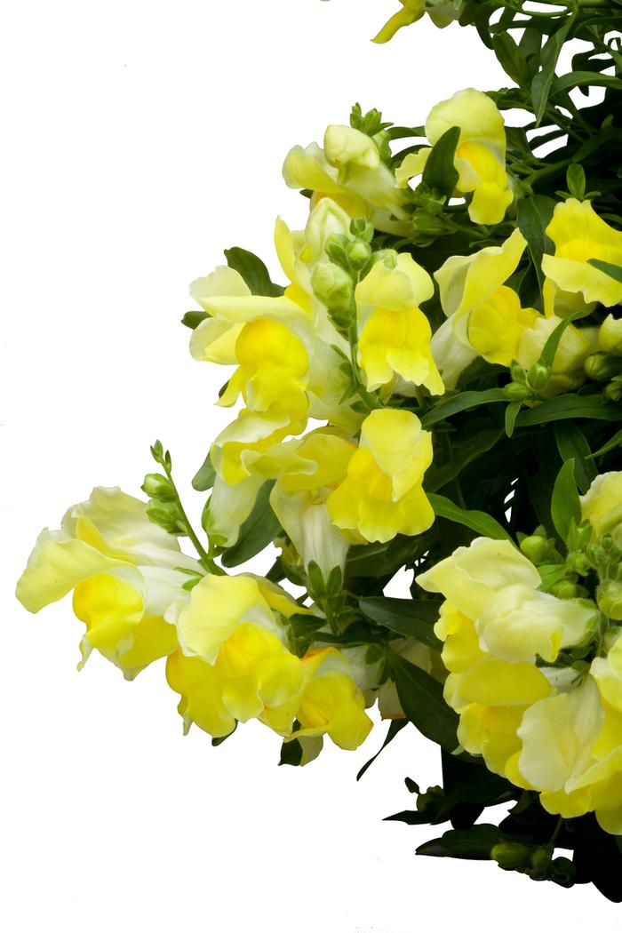 Antirrhinum majus nanum pendula Candy Showers Yellow