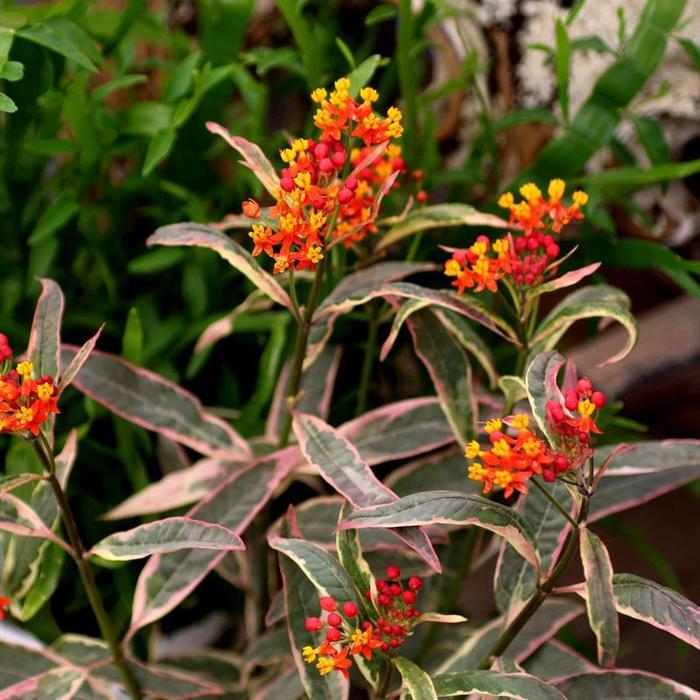 Asclepias curassavica Monarch's Banquet