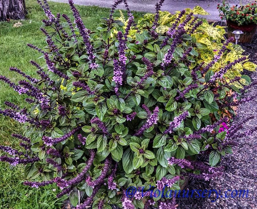 Basil basilicum × kilimandscharicum African Blue