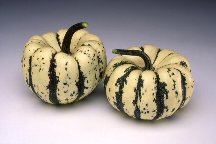 Cucurbita Sweet Dumpling