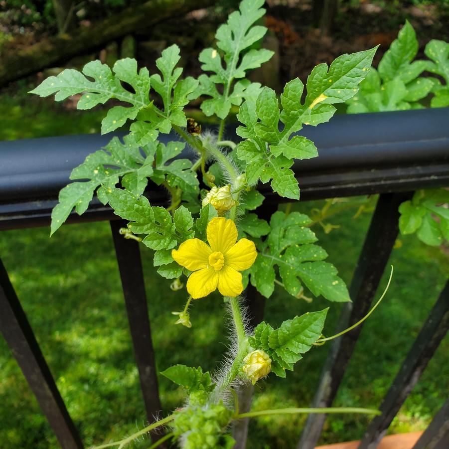 Citrullus lanatus Moon and Stars