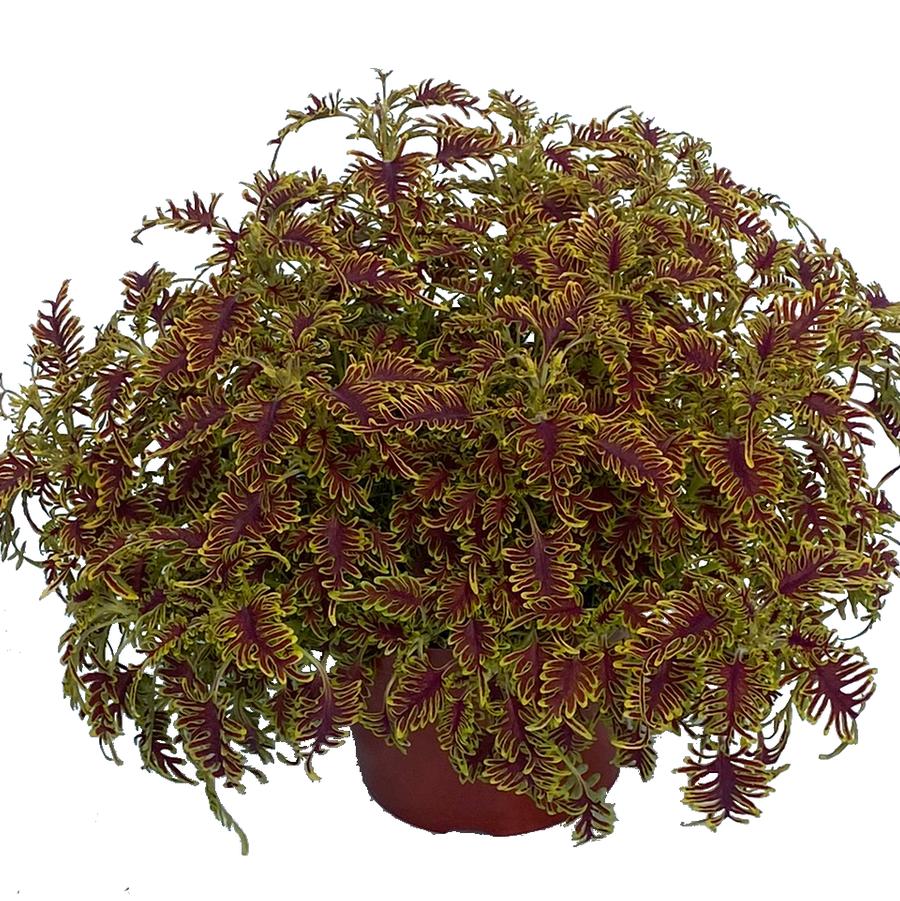 Coleus × hybridus Skeletal