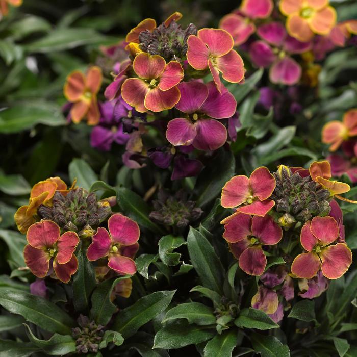 Erysimum linifolium Erysistible&trade; Tricolor