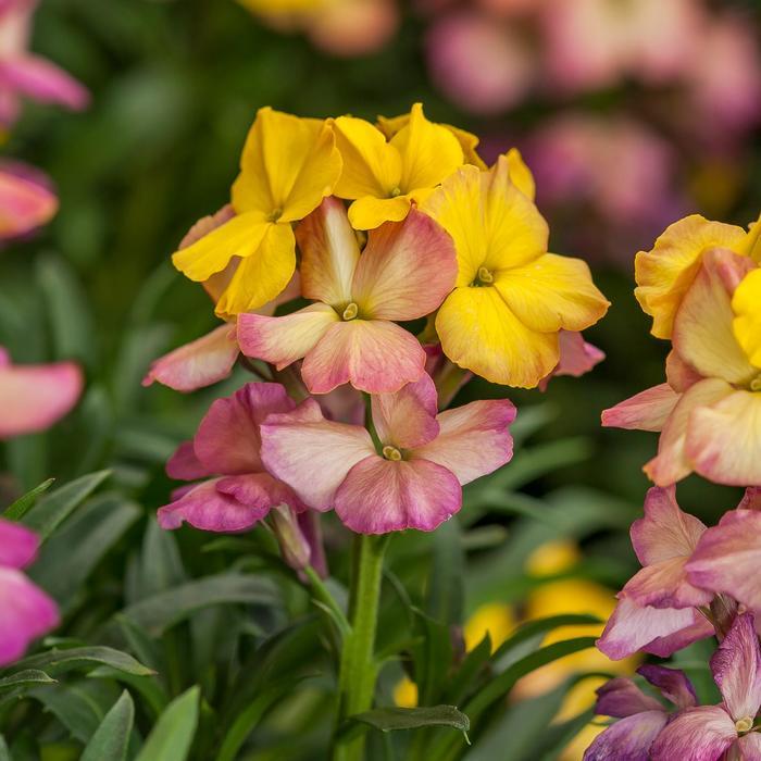 Erysimum linifolium Erysistible&trade; Yellow Pink