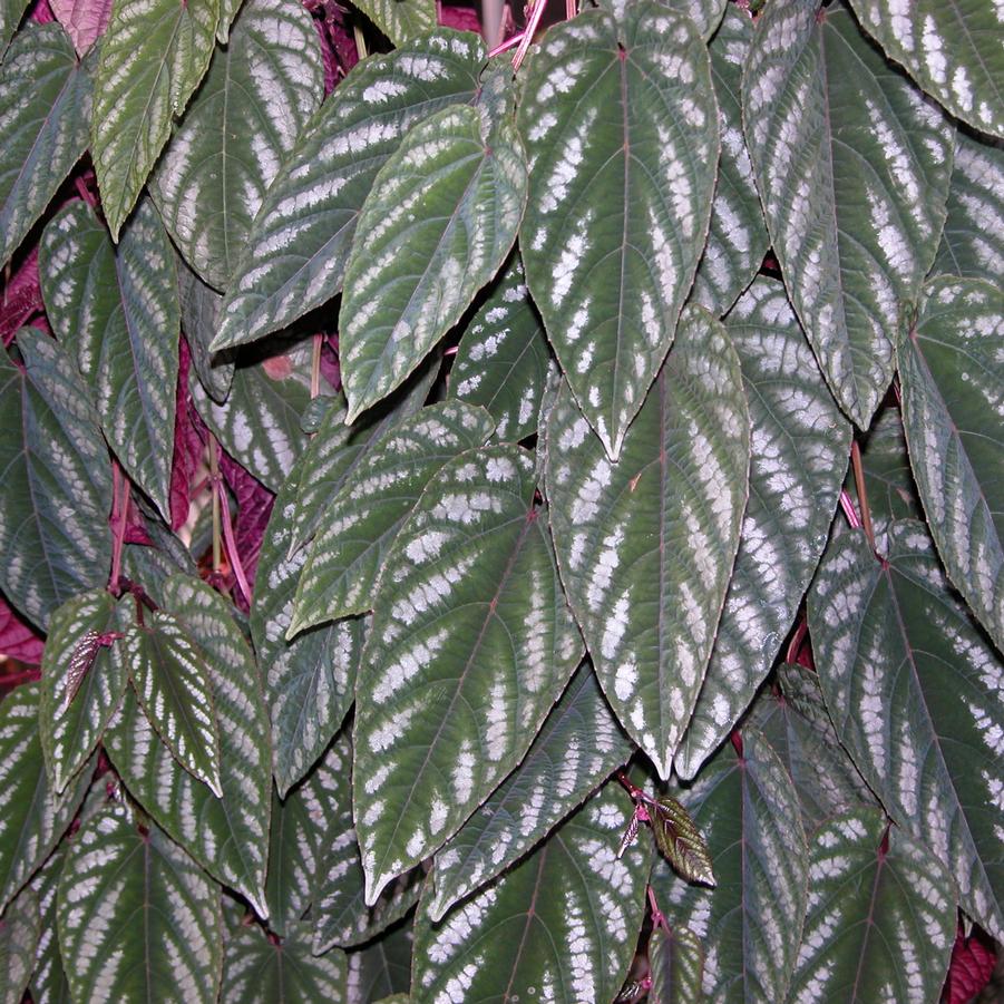 Cissus discolor 
