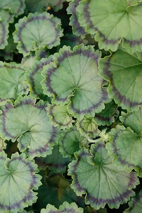 Pelargonium Distinction