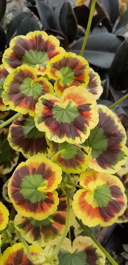 Pelargonium Henry Cox