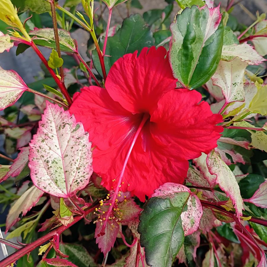 Hibiscus rosa-sinensis Aussie Queen