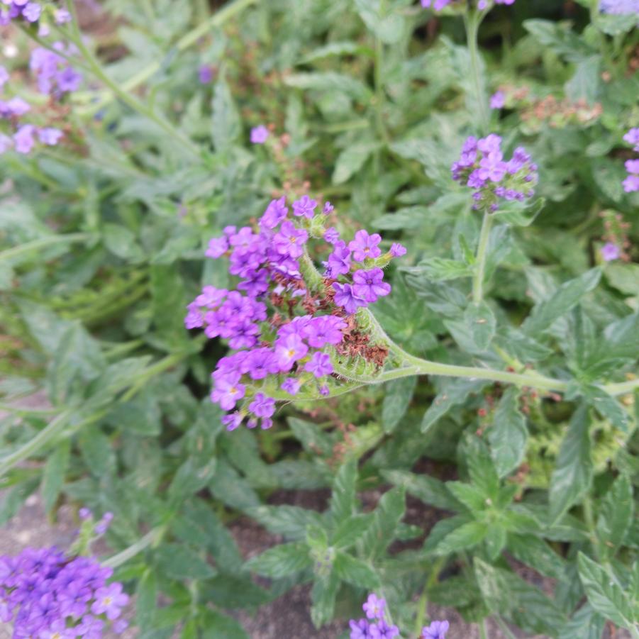 Heliotropium amplexicaule Iron Gate