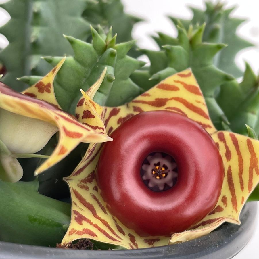 Huernia zebrina 