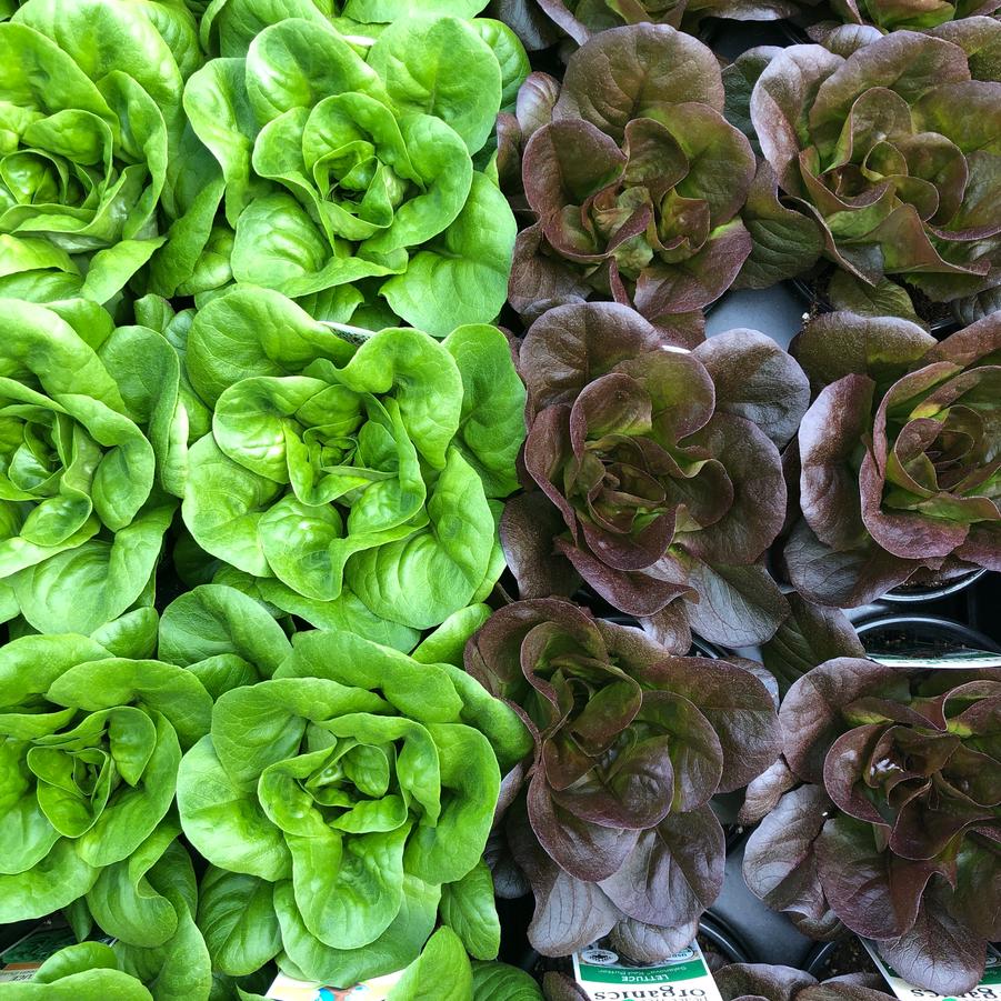 Lactuca sativa Salanova Butter Green