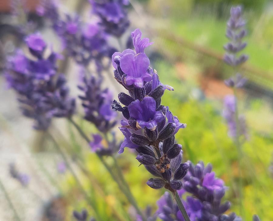 Lavandula x intermedia Asa Blue