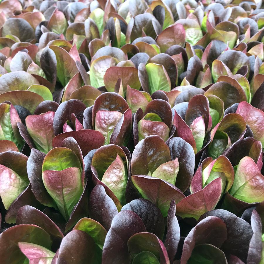 Lettuce sativa Salanova Butter Red