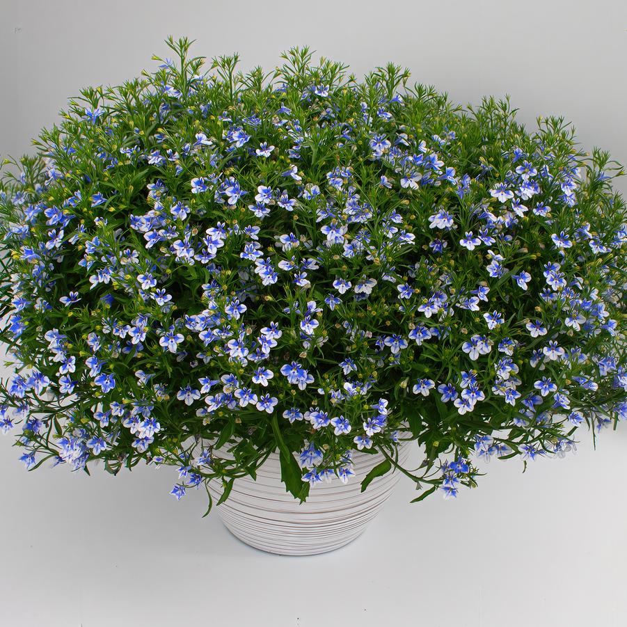 Lobelia hybrid Stratus Bluebird