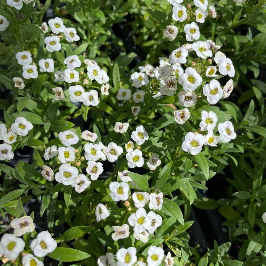 Lobularia maritima Stream White
