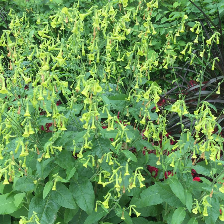 Nicotiana langsdorfii ..