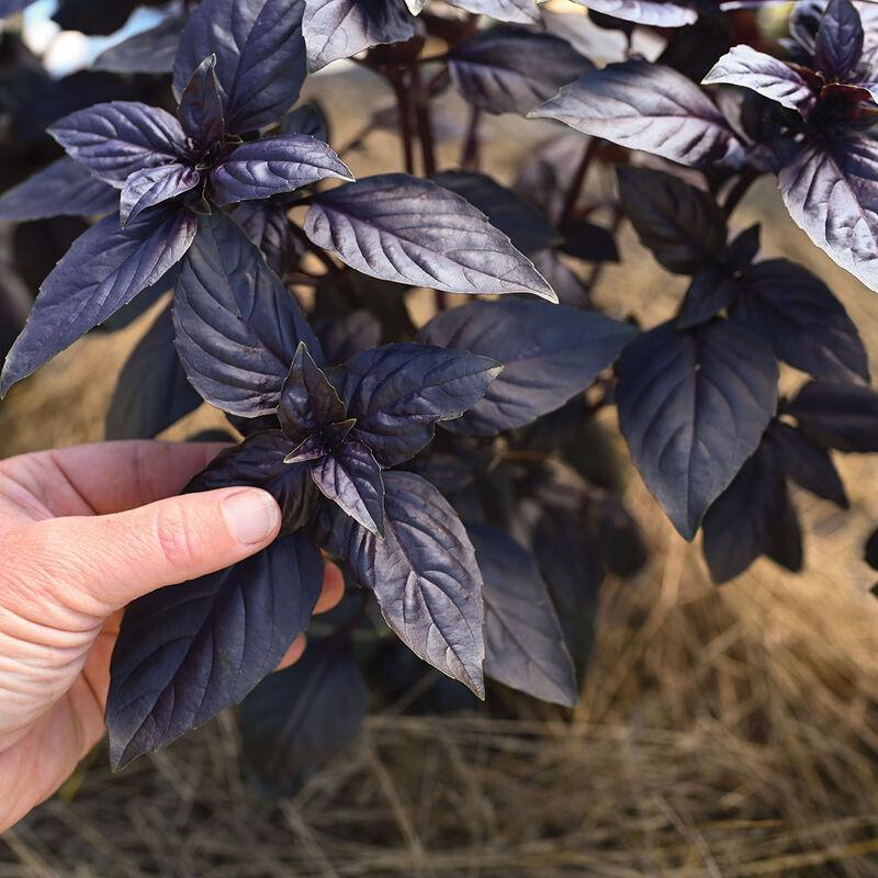 Ocimum basilicum Prospera Red