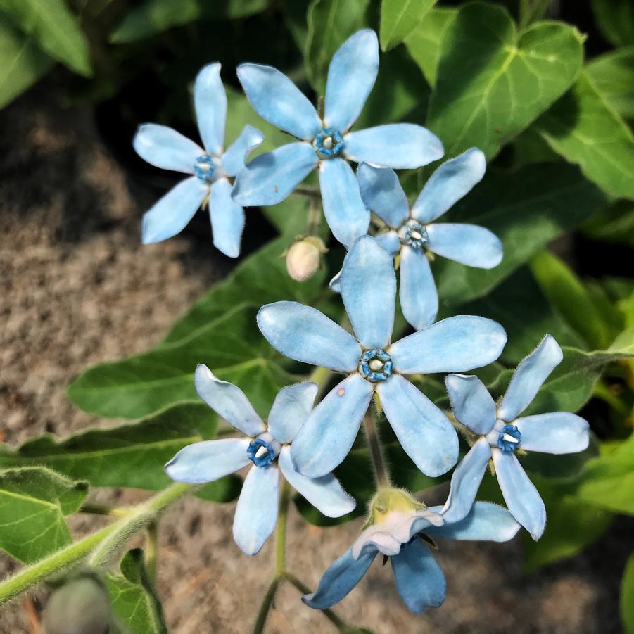 Oxypetalum coeruleum Tweetie Pie