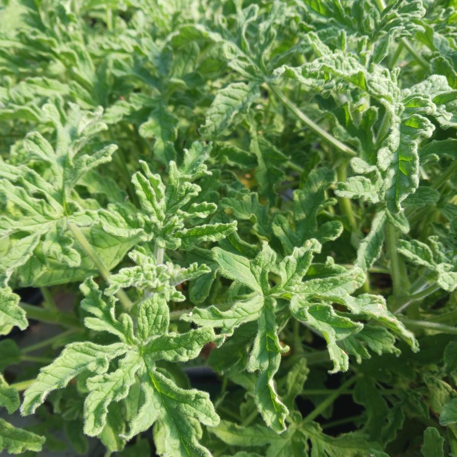 Pelargonium graveolens Old Fashioned Rose