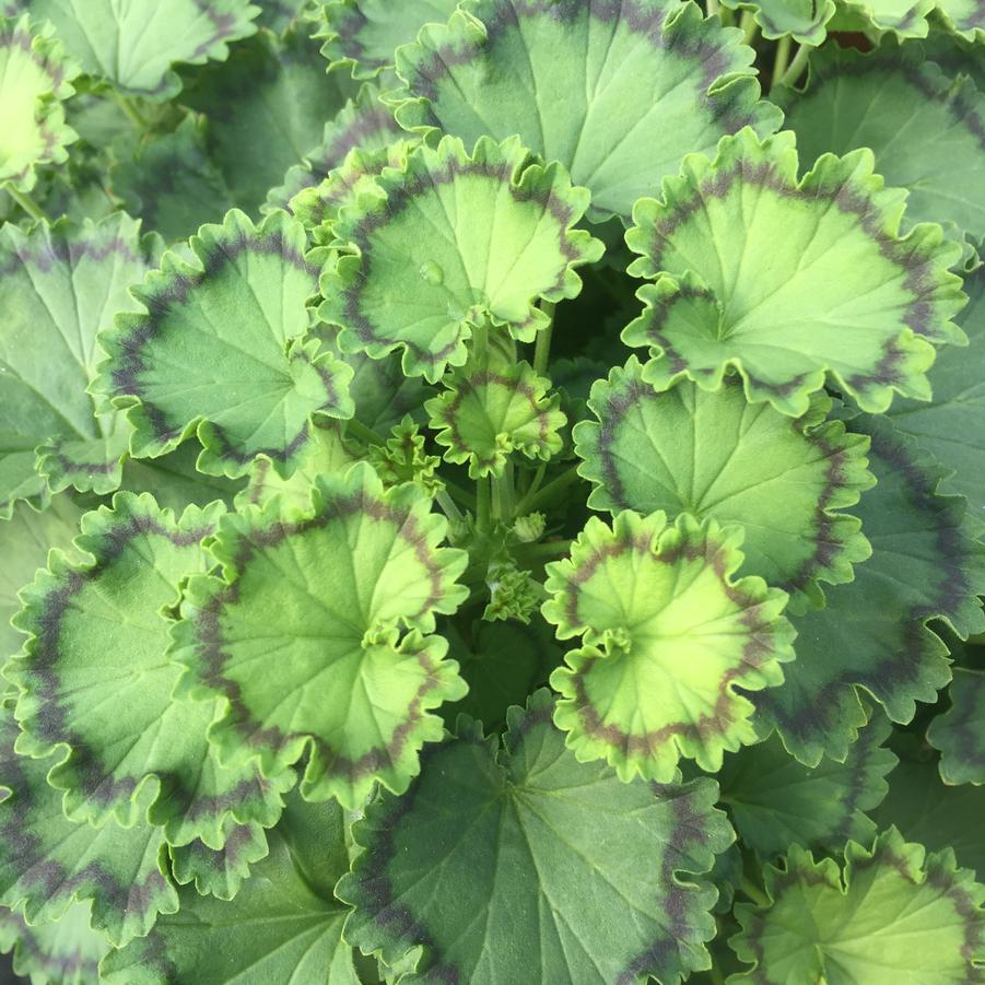 Pelargonium × hortorum Distinction
