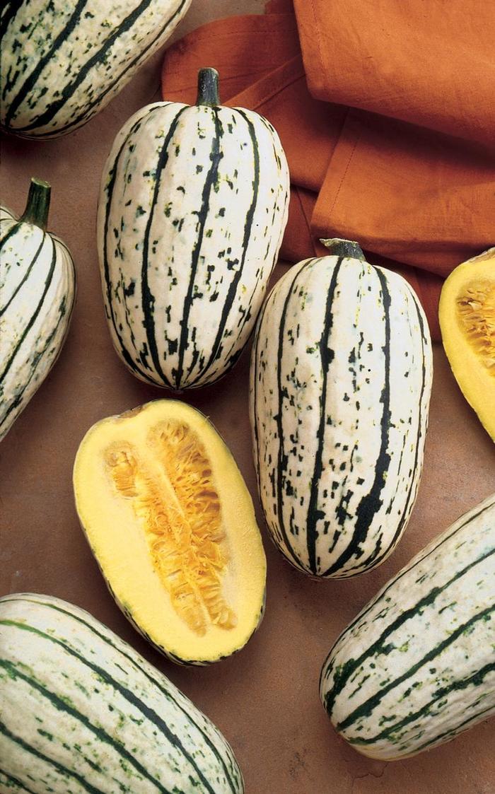 Cucurbita pepo Delicata