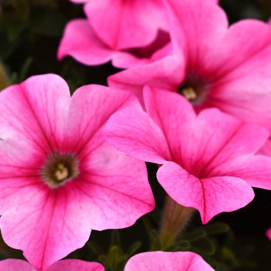 Petunia Pink Nimbus