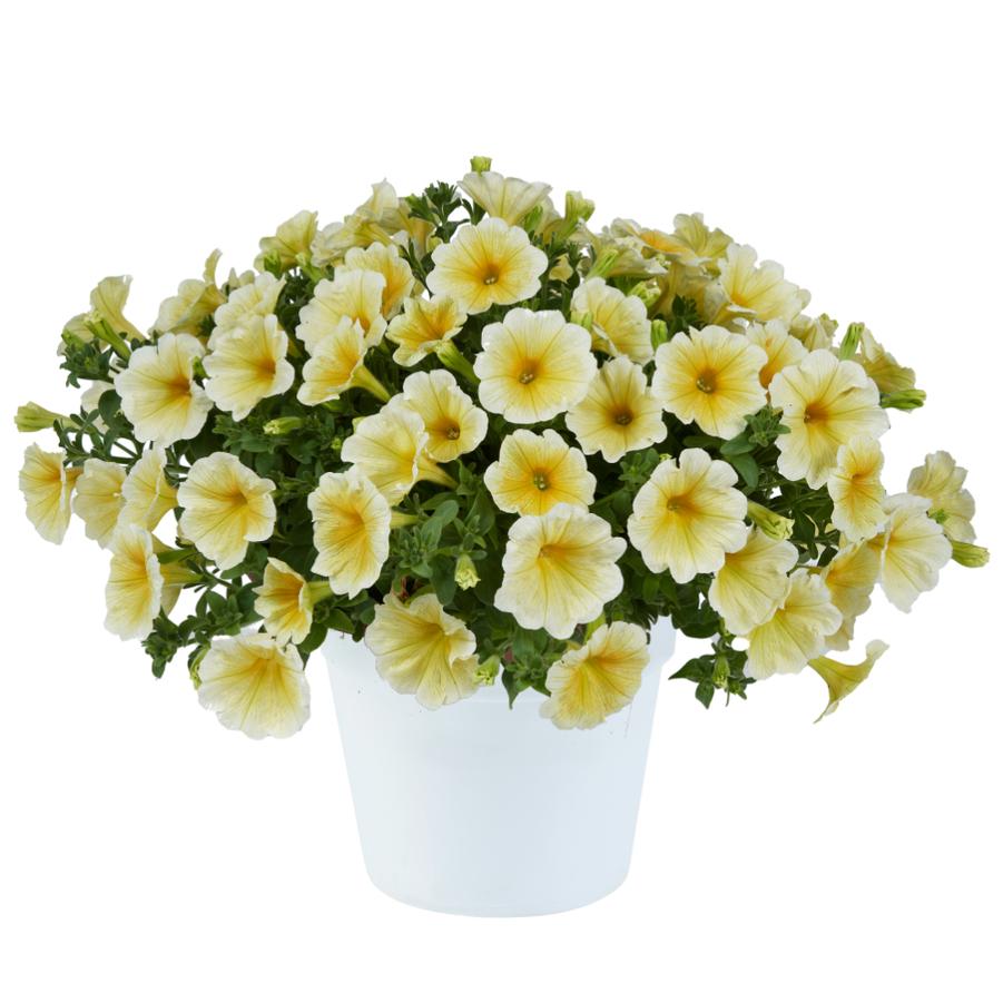 Petunia hybrida Sunshine Imp. Ray