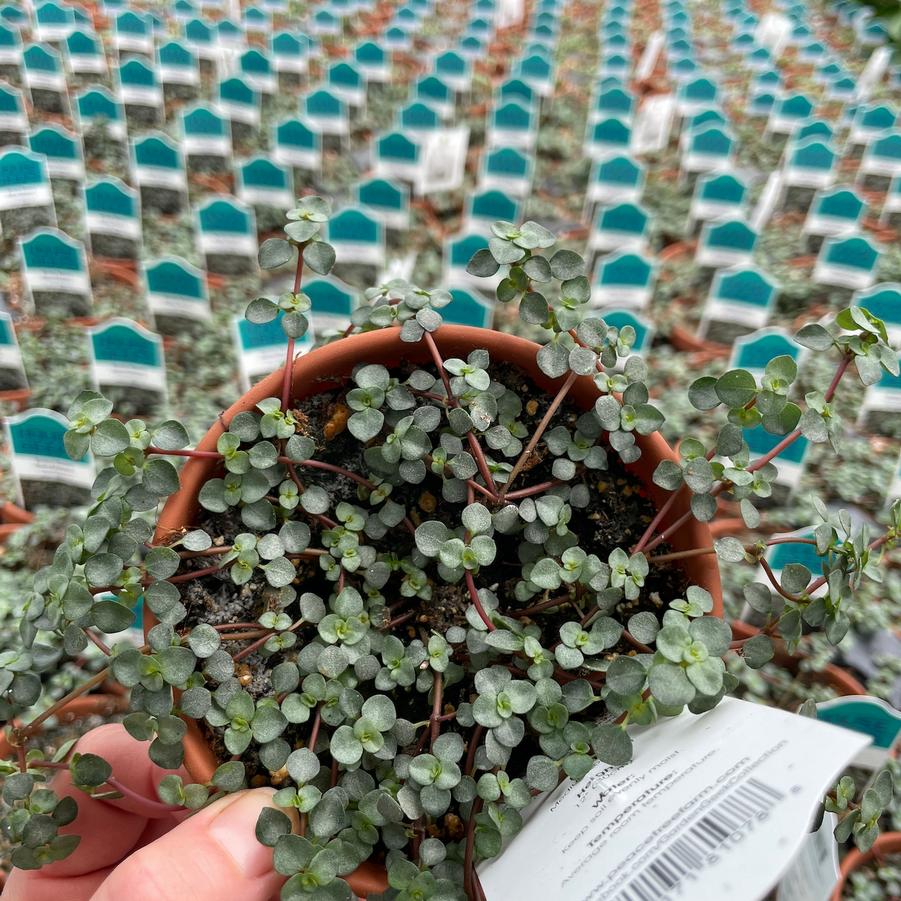 Pilea glauca 